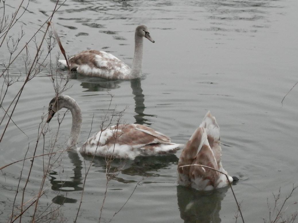 Jungschwäne an der Limmat