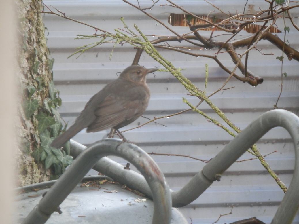 Amsel