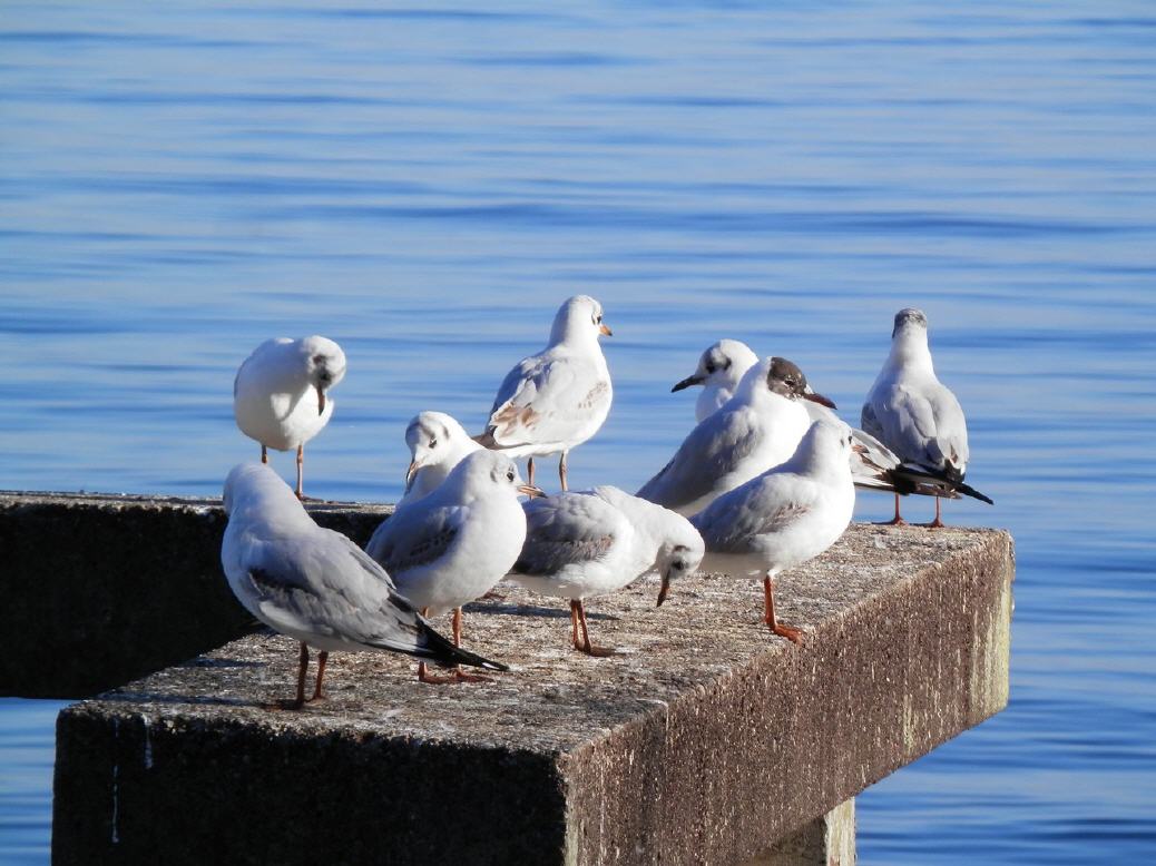 Möwen am Bodensee