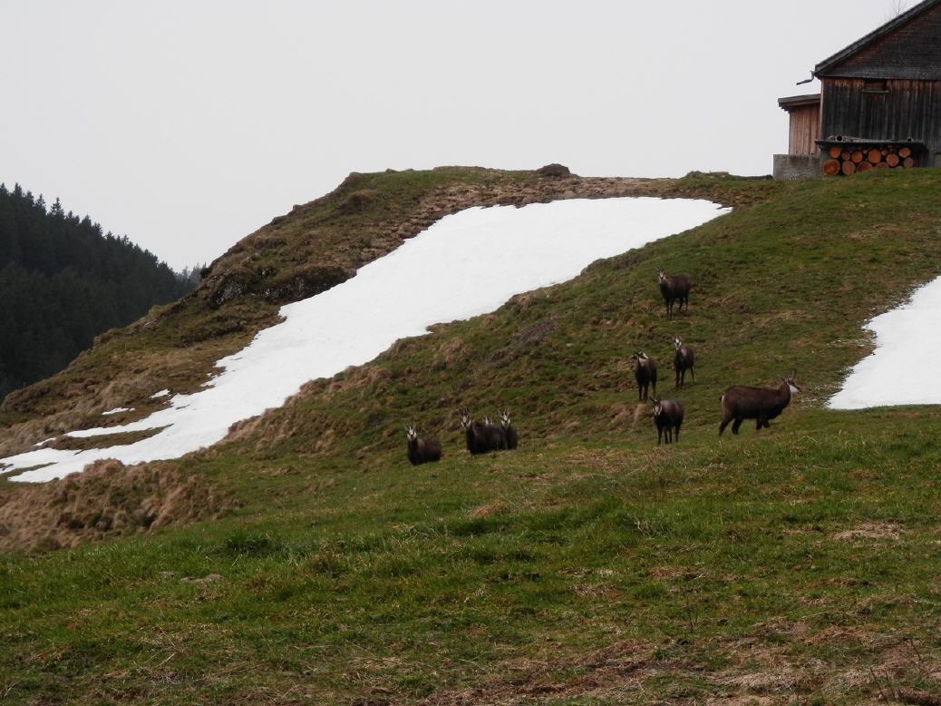 Gämsen bei Scheidegg AI