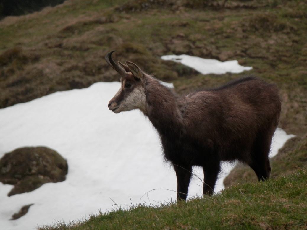 Gämse bei Scheidegg AI