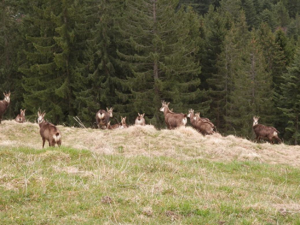 Gämsen bei Scheidegg AI