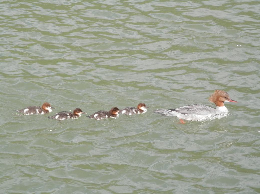 Haubentaucher am Rhein