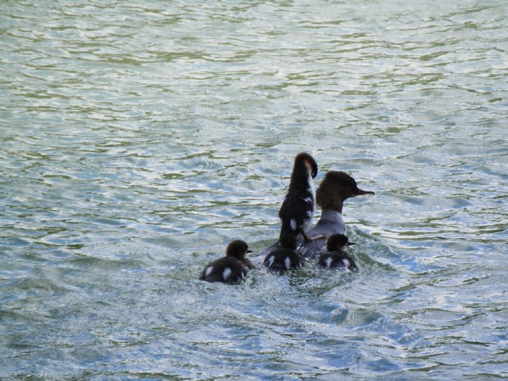 Haubentaucher am Rhein