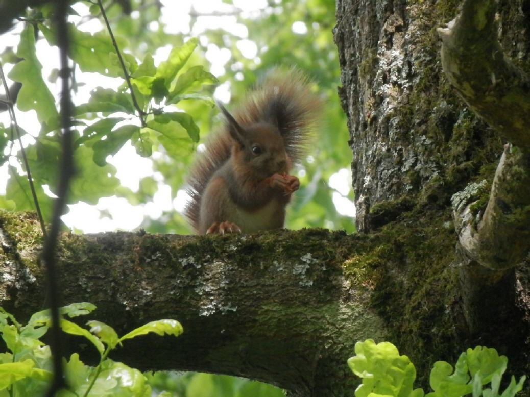 Eichhörnchen bei Möhlin am Rhein