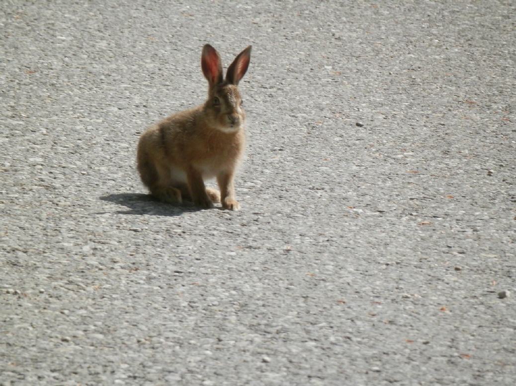 Wildhase auf dem Grenchenberg