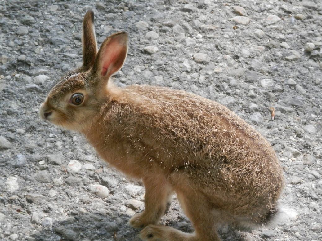 neugieriger Wildhase beim Grenchenberg