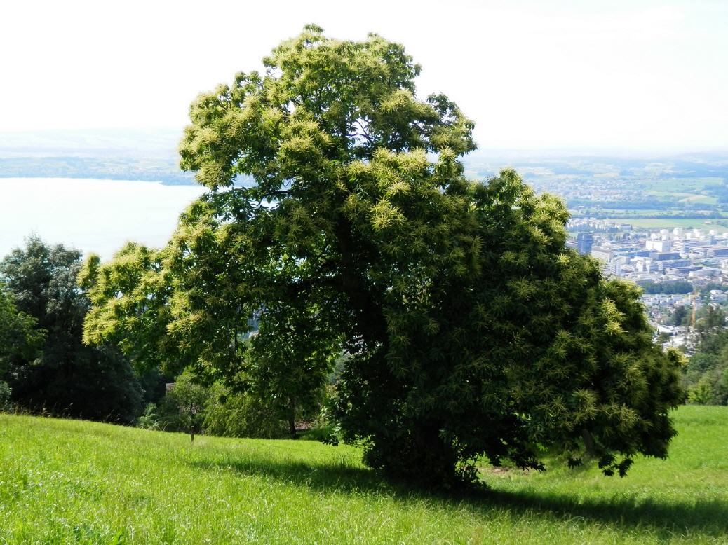 Zug - Zugersee