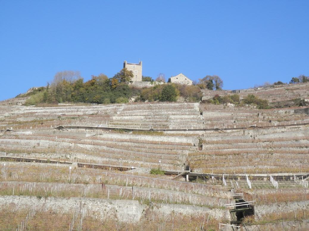 Lavaux